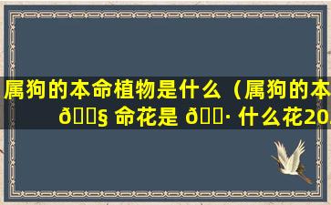 属狗的本命植物是什么（属狗的本 🐧 命花是 🌷 什么花2020）